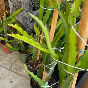Hylocereus undatus (white-fleshed pitaya, dragon fruit)